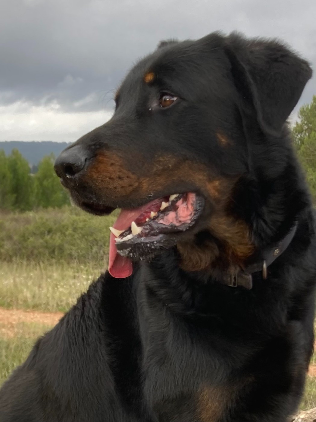 U'EROS Des Bergers De Sauta Roch