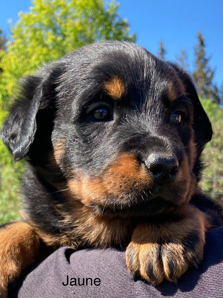 Des Bergers De Sauta Roch - Chiots disponibles - Berger de Beauce